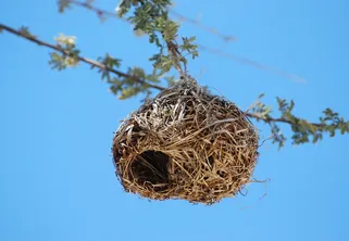 google nest hub 